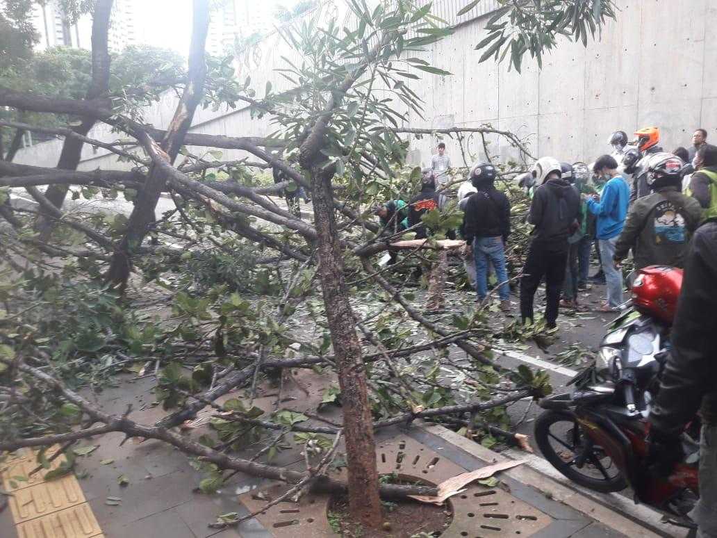 Angin Kencang Sebabkan Pohon Tumbang di Kolong Semanggi
