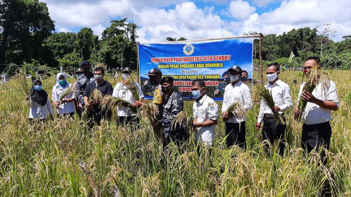 BINPOTMAR POS TNI AL Pulau Enggano Panen Raya Padi Bersama Masyarakat Desa Kaana
