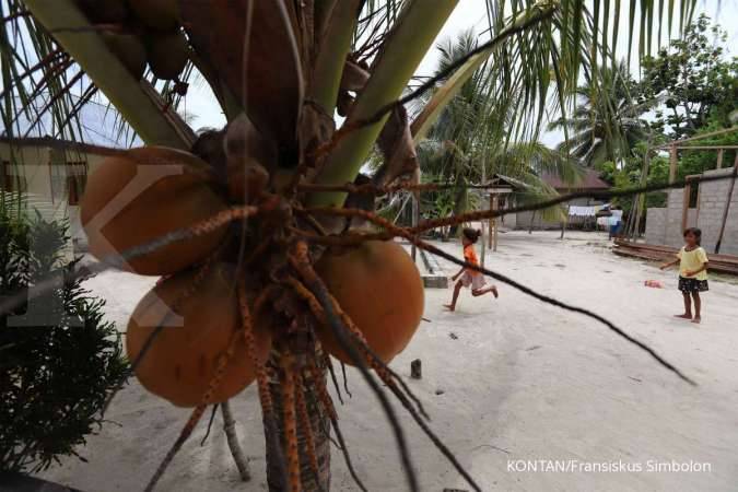 Urgensi Penyelamatan Kelapa Bido