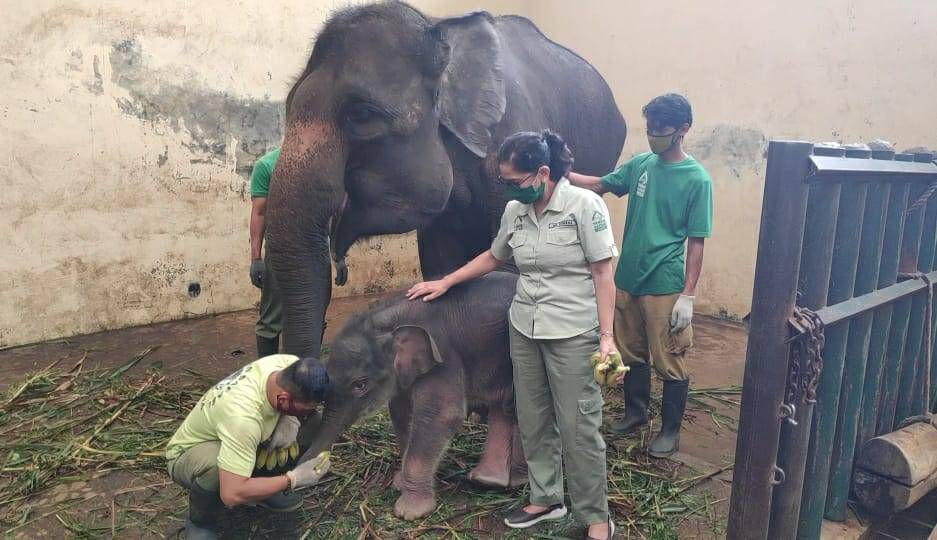 Meski di Tengah Pandemi, Taman Safari Indonesia Mampu Lahirkan 275 Satwa