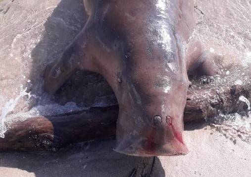 Dugong Terdampar di Sulteng, Mamalia Ini Terancam Punah
