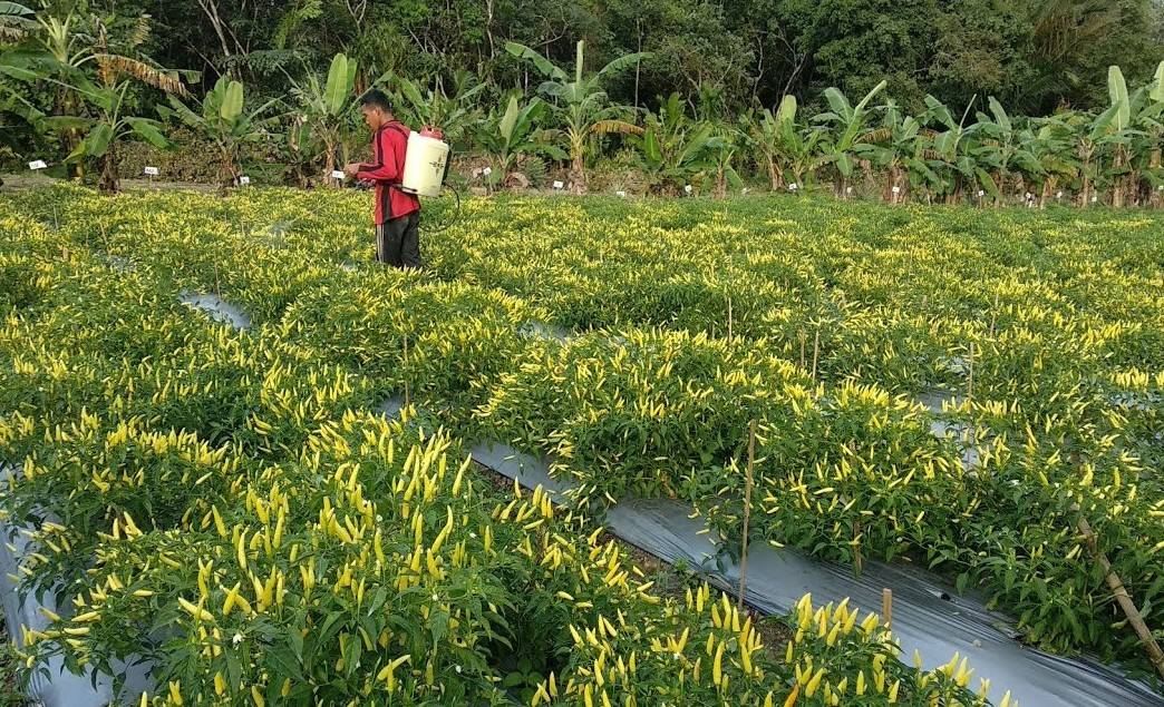 Pemda Kalsel Beli Hasil Panen Petani Lalu Disumbangkan ke Pasien Isoman