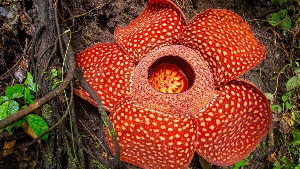 Bunga Langka Rafflesia Arnoldii Berhasil Ditangkarkan di Bengkulu