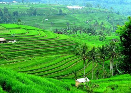 Tingkatkan Kemudahan Izin Usaha Pertanian, Kementan Terapkan "Risk Based Approach"