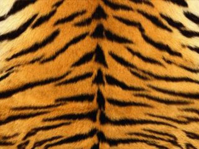 Pemilik Kulit Harimau dan Janin Rusa Diamankan, Ini Kejahatan Luar Biasa Bernilai Ekonomi Tinggi