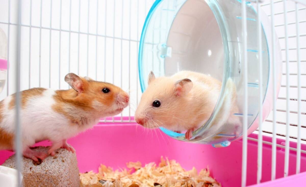 Terinfeksi Covid-19, Hong Kong Perintahkan Pemusnahan 2 Ribu Hamster
