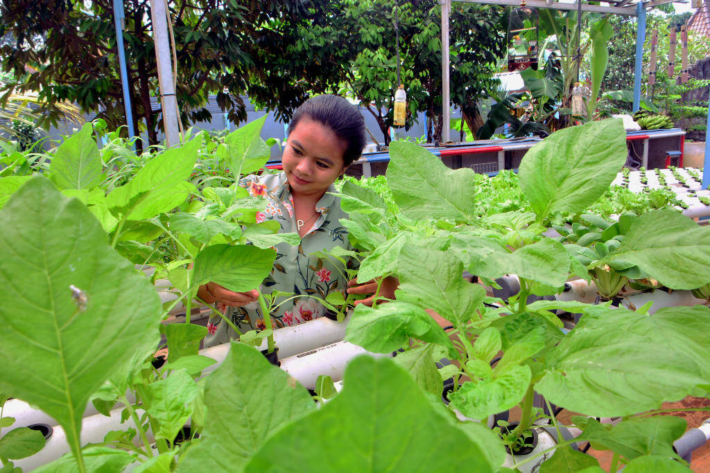 Manfaatkan Perkarangan Rumah Menanam Sayur Hidroponik Ditengah Pandemi