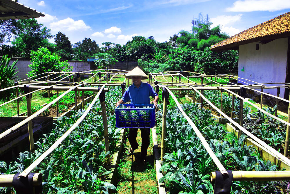 Intip Budidaya Sayur Kale "Brassica Oleracea" Organik di Bogor