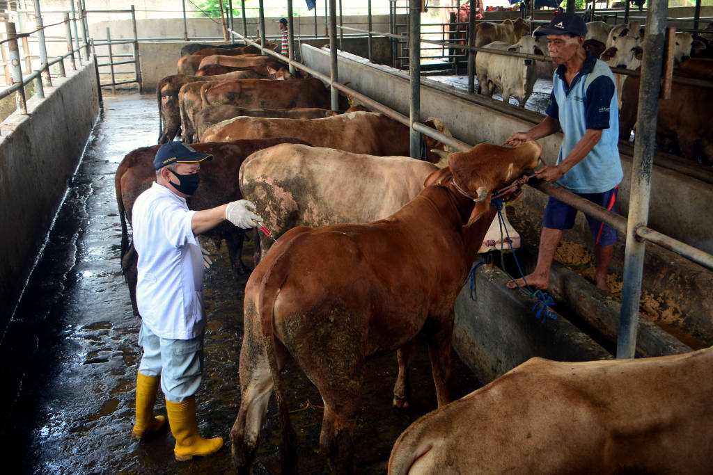 Pencegahan Penyakit Mulut dan Kuku Pada Sapi