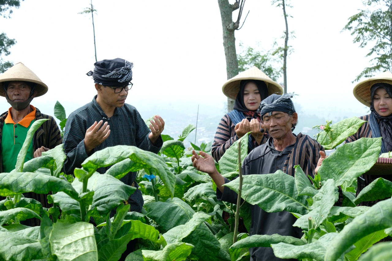 Ritual Wiwit Mbako Awali Masa Panen Tembakau Gunung Prahu