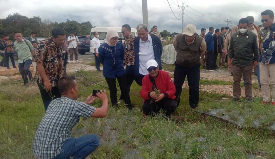 Proyek Food Estate Ancam Perubahan Iklim!