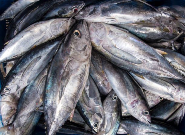 4 Jenis Ikan yang Dilarang Dikonsumsi Penderita Diabetes
