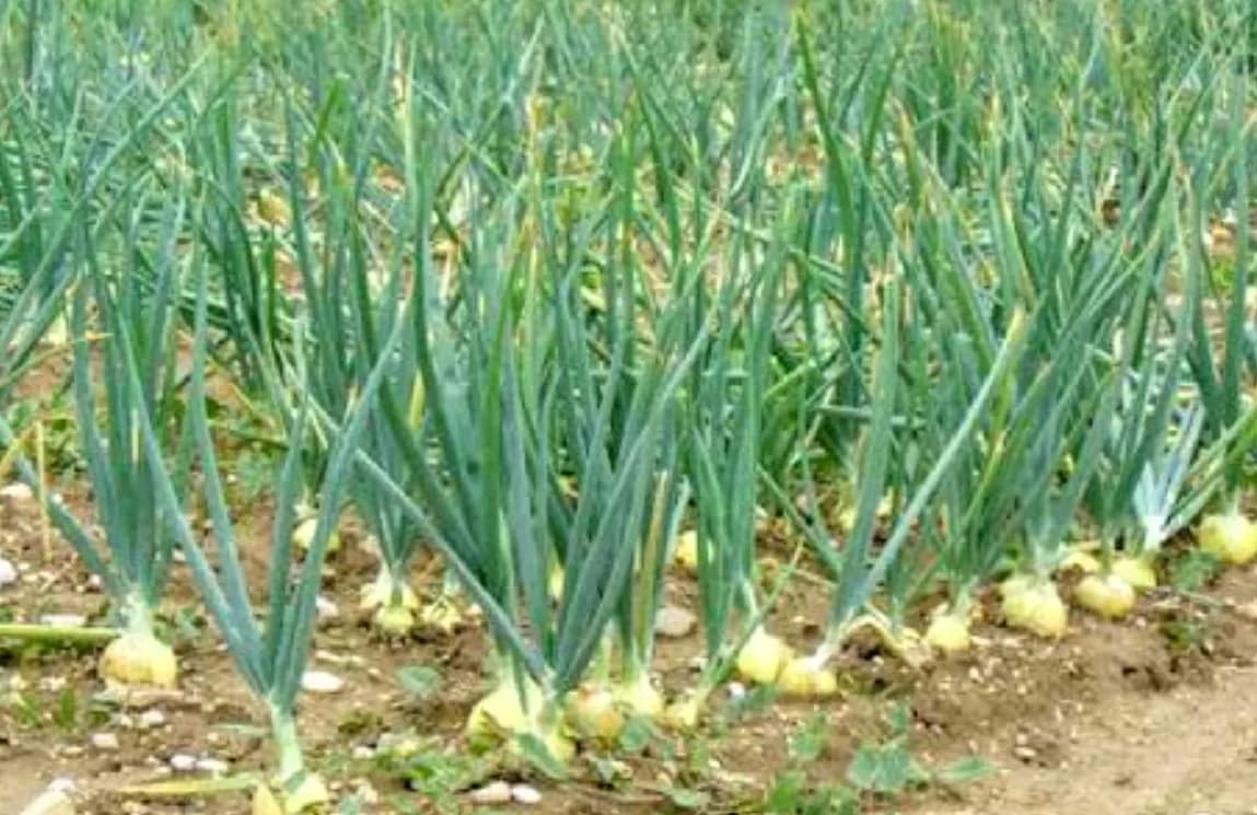 Lahan Mangkrak di Bandung Bakal Disulap jadi Sentra Bawang Putih