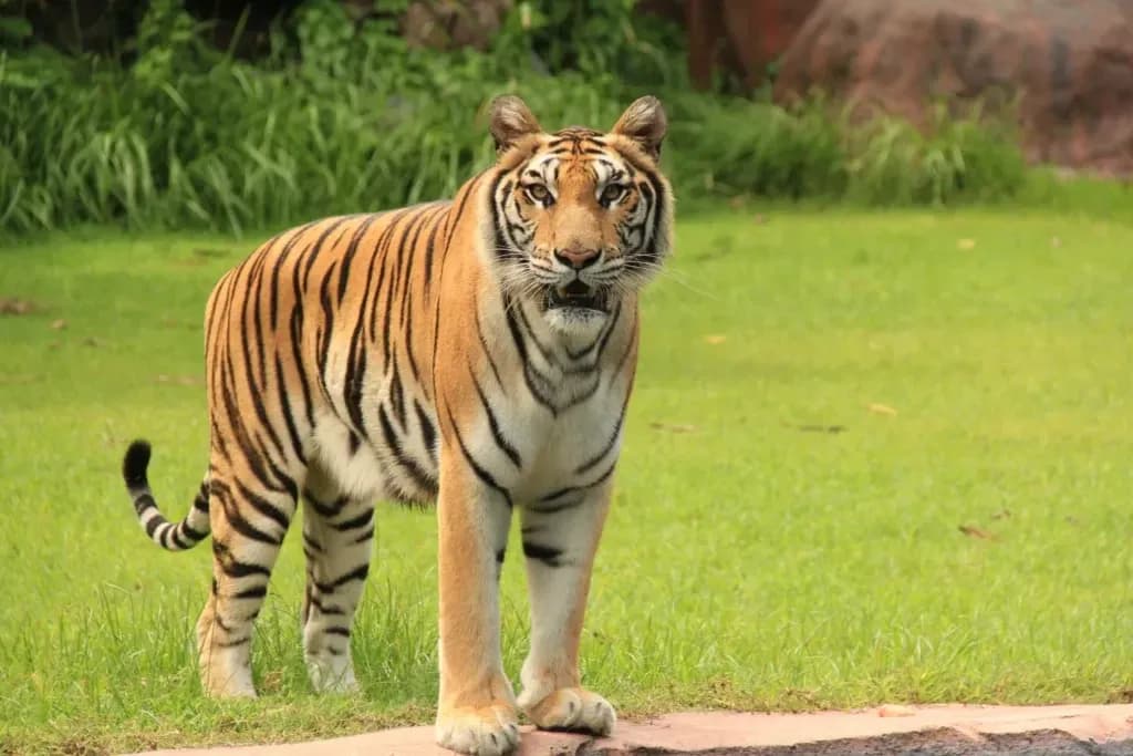 Harimau Muncul di Permukiman Warga Inhil, Sapi Ternak Hilang dan Sekolah Diliburkan