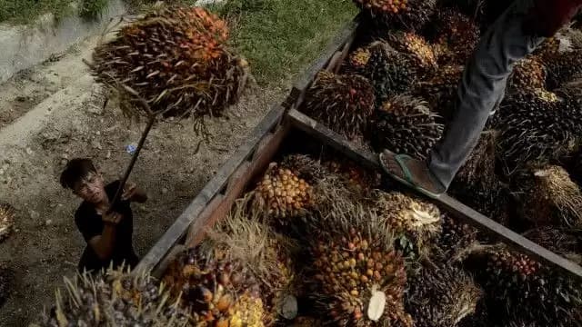 Pemerintah Aceh Dorong Petani  Sawit