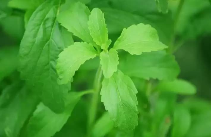 Manfaat Daun Stevia, Bisa Menurunkan Kadar Gula Darah Penderita Diabetes