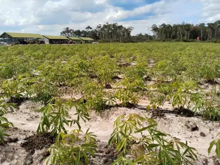 Simpang Siur Keberhasilan dan Kegagalan Program Food Estate, Mahfud Md: Rugi dong!