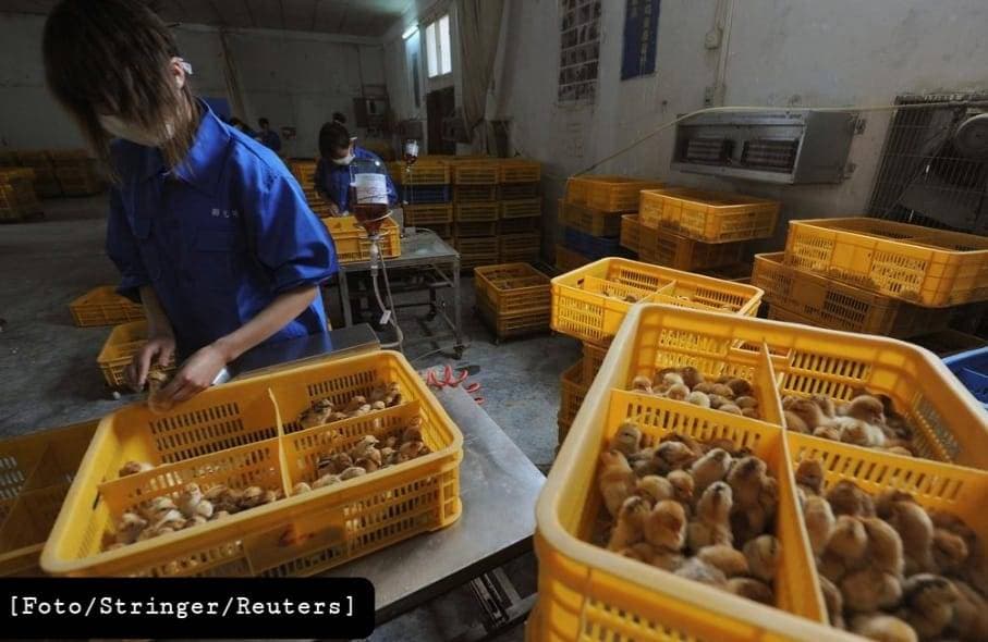 China: Kemungkinan Kasus Flu Burung H10N3 Pertama Pada Manusia