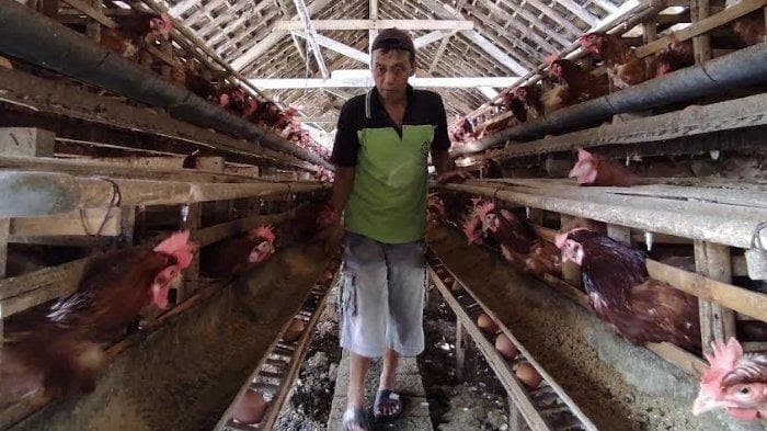 Harga Telur Tingkat Peternak di Blitar Tembus Rp 26.500 Per Kilogram 