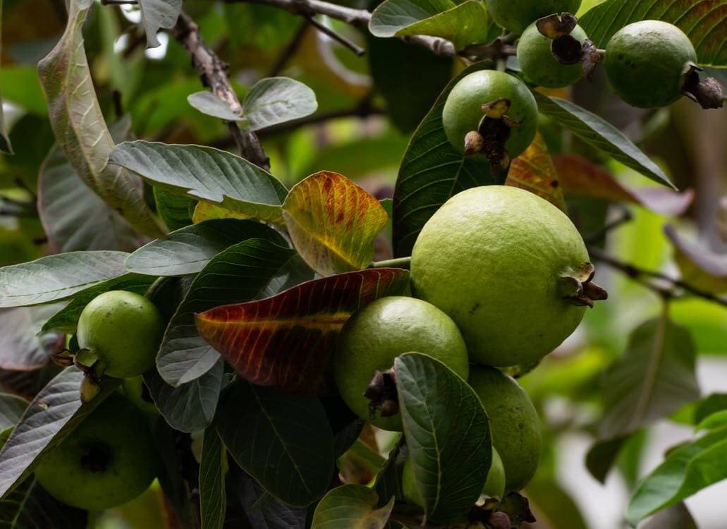 Suka Jambu Biji? Temukan Khasiat Ampuh di Dalamnya