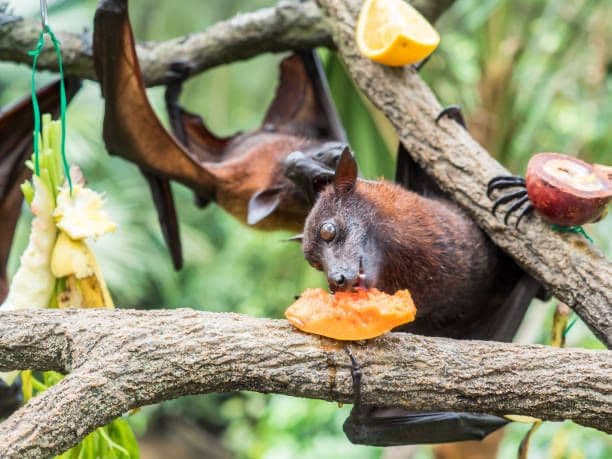 Virus Nipah Serang India, Apakah Sudah Ada di Indonesia?