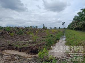 Rekayasa Surat Palsu, Darwin dan Tjendra Darmono Cs Diduga Kuasai hingga Nikmati Kebun Masyarakat Langkai Siak