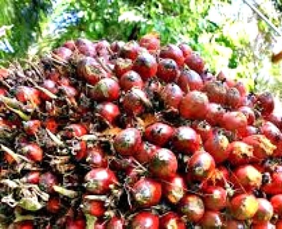 Saatnya Produsen Minyak Sawit Masuk ke Pasar Eropa