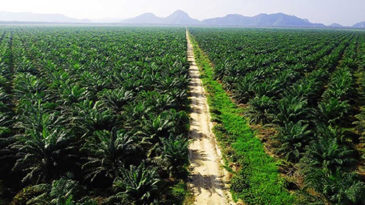 Pelaku Usaha Butuh Ketegasan Terkait Investasi Lahan Sawit