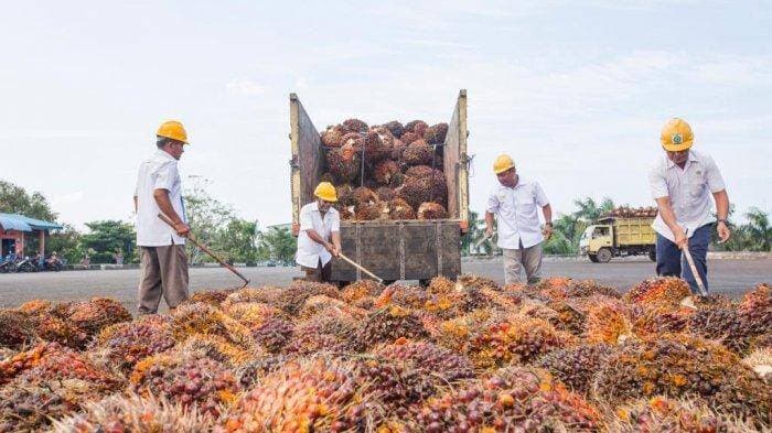 Ekspor CPO Kembali Dibuka, Potensi IPO Perusahaan Sawit Semakin Besar