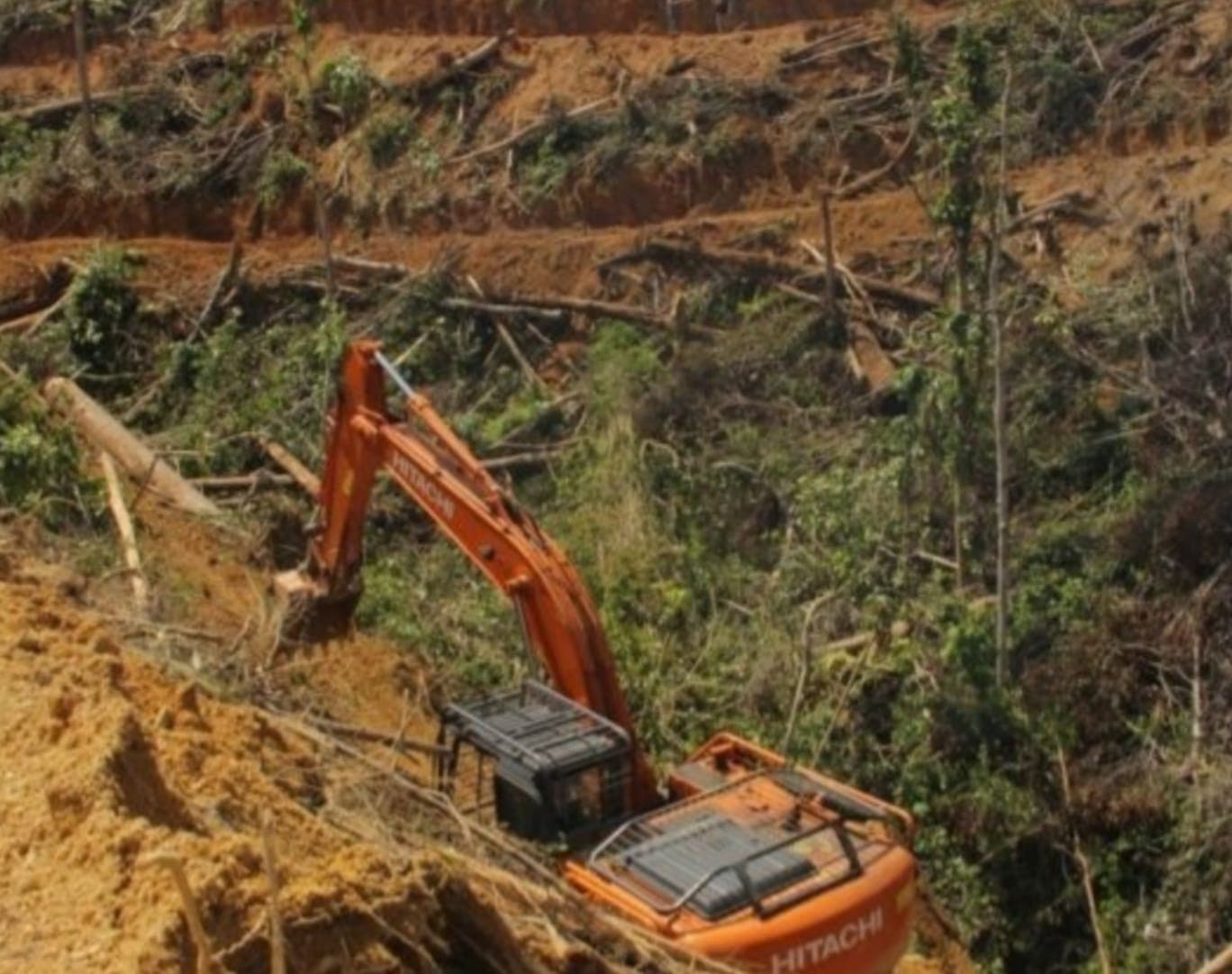 Otak Perambahan Hutan Terlarang Dekat Taman Nasional Belum Ditangkap