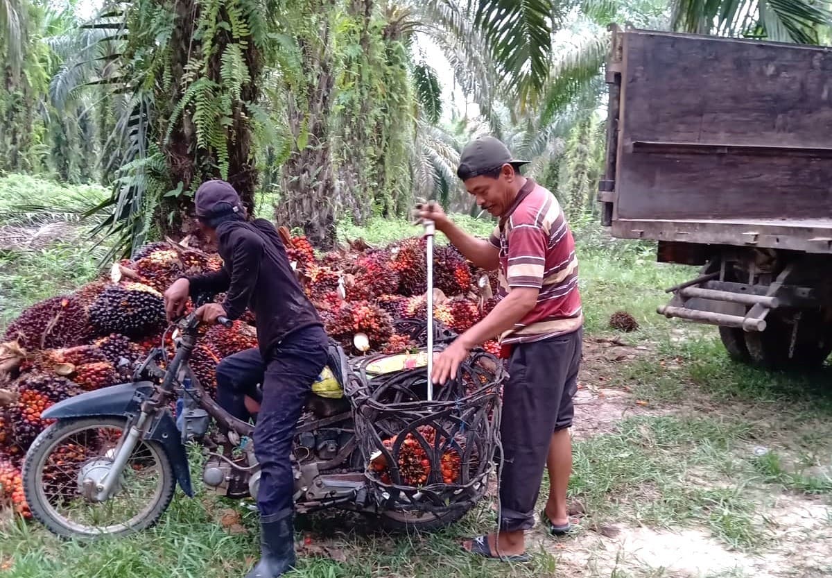 Harga Sawit Runtuh, Petani Indragiri Hulu Menjerit! Pejabat dan DPRD Bergeming