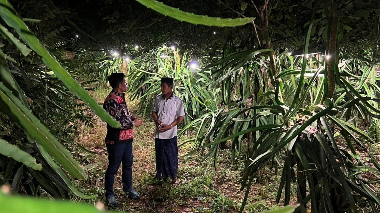 Cahaya bohlam Pacu Produktivitas Buah Naga di Luar Musim Panen