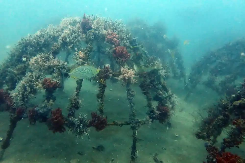 Artificial reef PT Timah