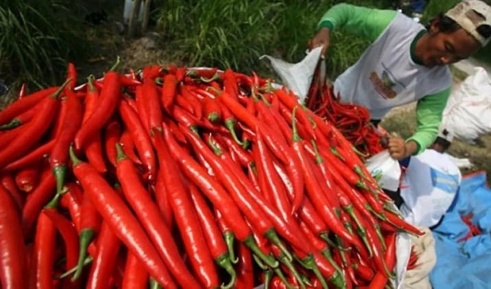 Makin Pedas, Harga Cabai di Depok Tembus Rp100 Ribu