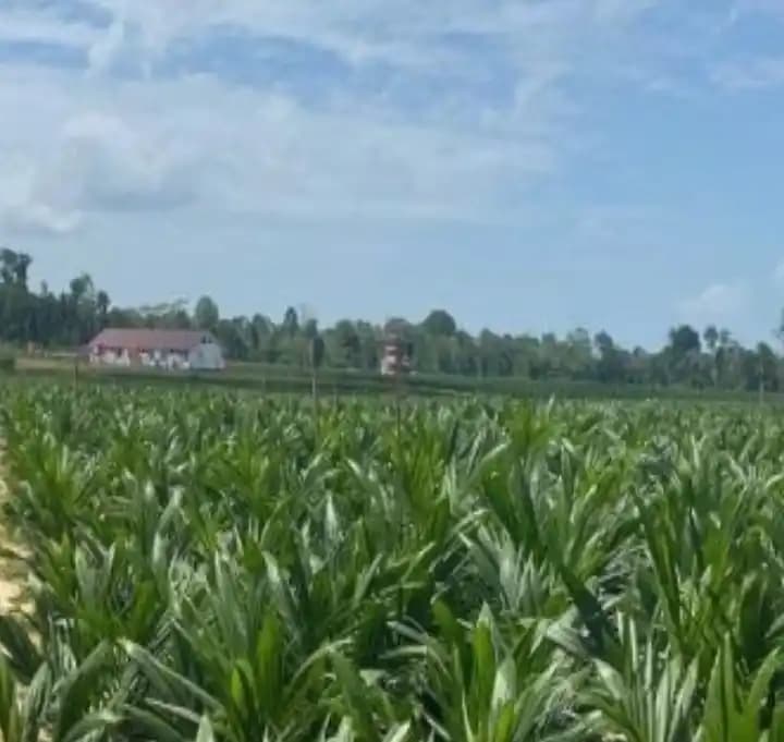 Bibit Kelapa Sawit dan Gedung Mes PT KAS