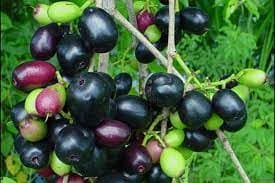 Jarang Dilirik, Duwet Si Buah Langka yang Kaya Akan Manfaat
