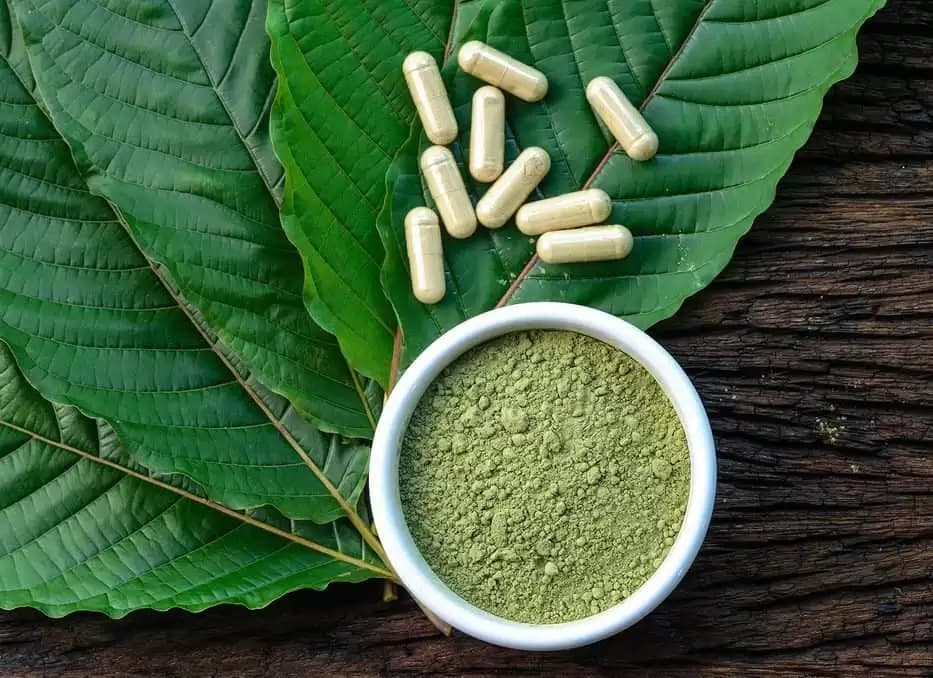 Panen Kratom Dianggap Lebih Untung Dibanding Karet dan Kelapa Sawit