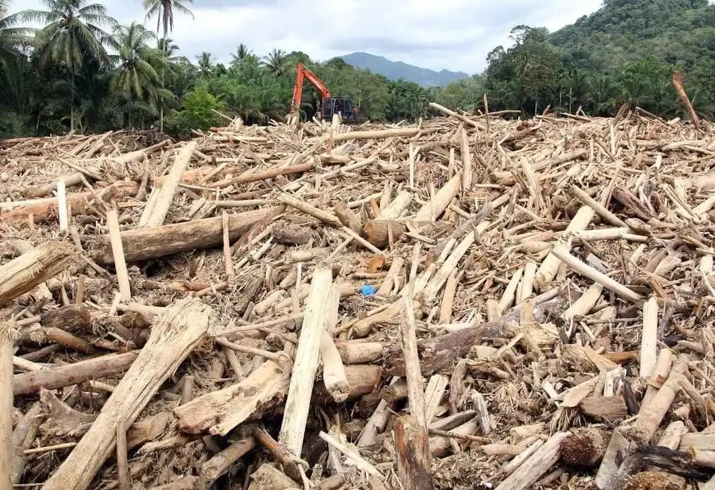 Gelondongan Kayu di Sumatera
