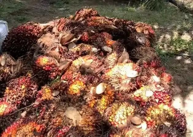 Kelapa Sawit