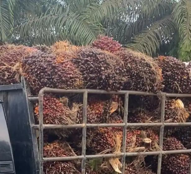 Kelapa Sawit