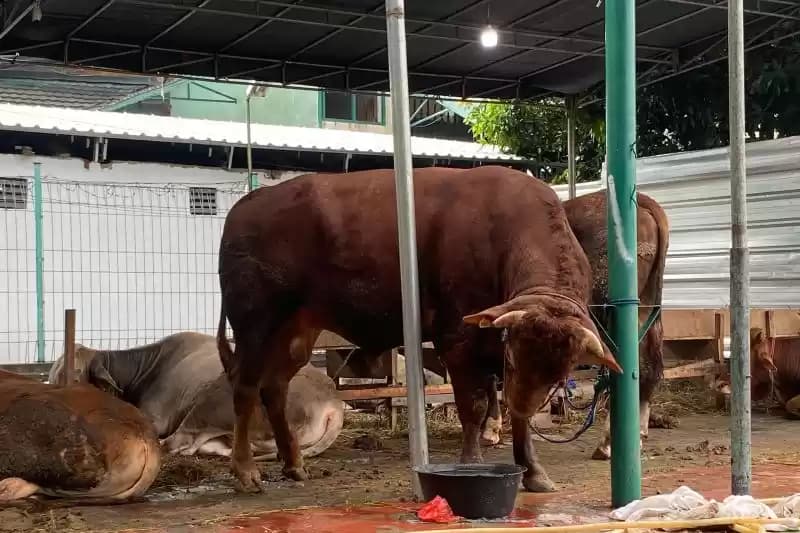 kurban sapi gibran