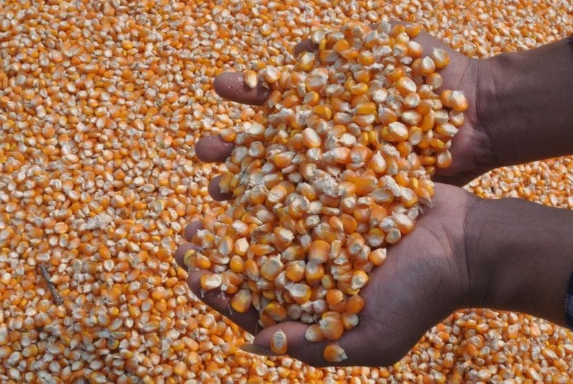 Waduh, Ribuan Ton Jagung Impor Masuk RI