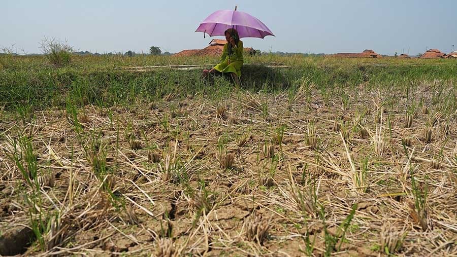 Ancaman Kekeringan Mengintai, Kementan Andalkan Pompanisasi Jaga Produksi Pangan