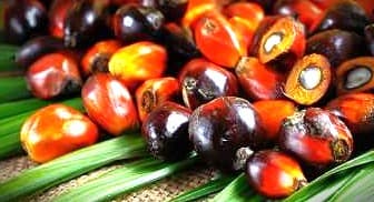Korupsi Dana Sawit, BPDPKS Pernah Kucurkan Rp1,79 T ke PT Pelita Agung Agriindustri dan Rp2,63 T ke PT Permata Hijau Palm Oleo