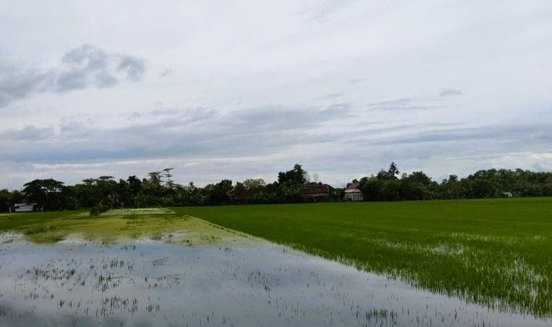 Tercatat 1.400 Hektare Tanaman Padi di Kabupaten Demak Tergenang Banjir