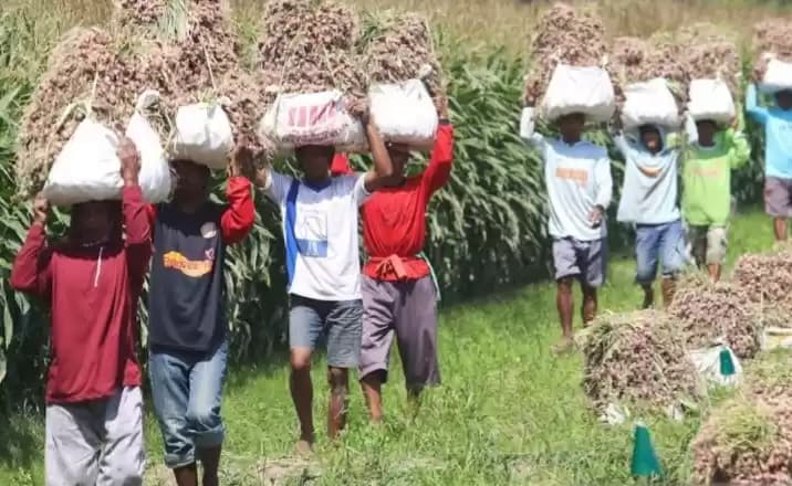 Petani bawang