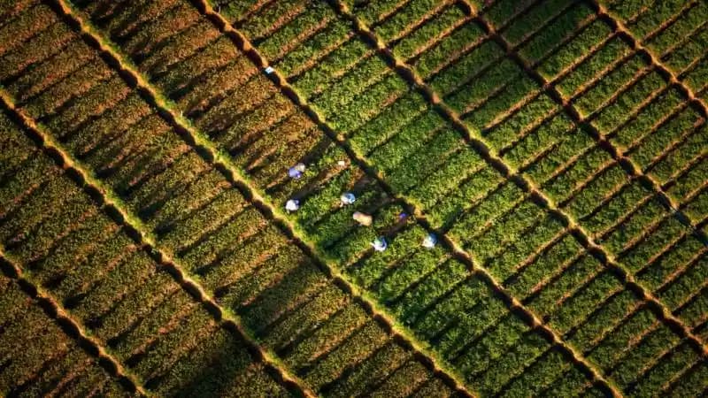 Petani Sawah