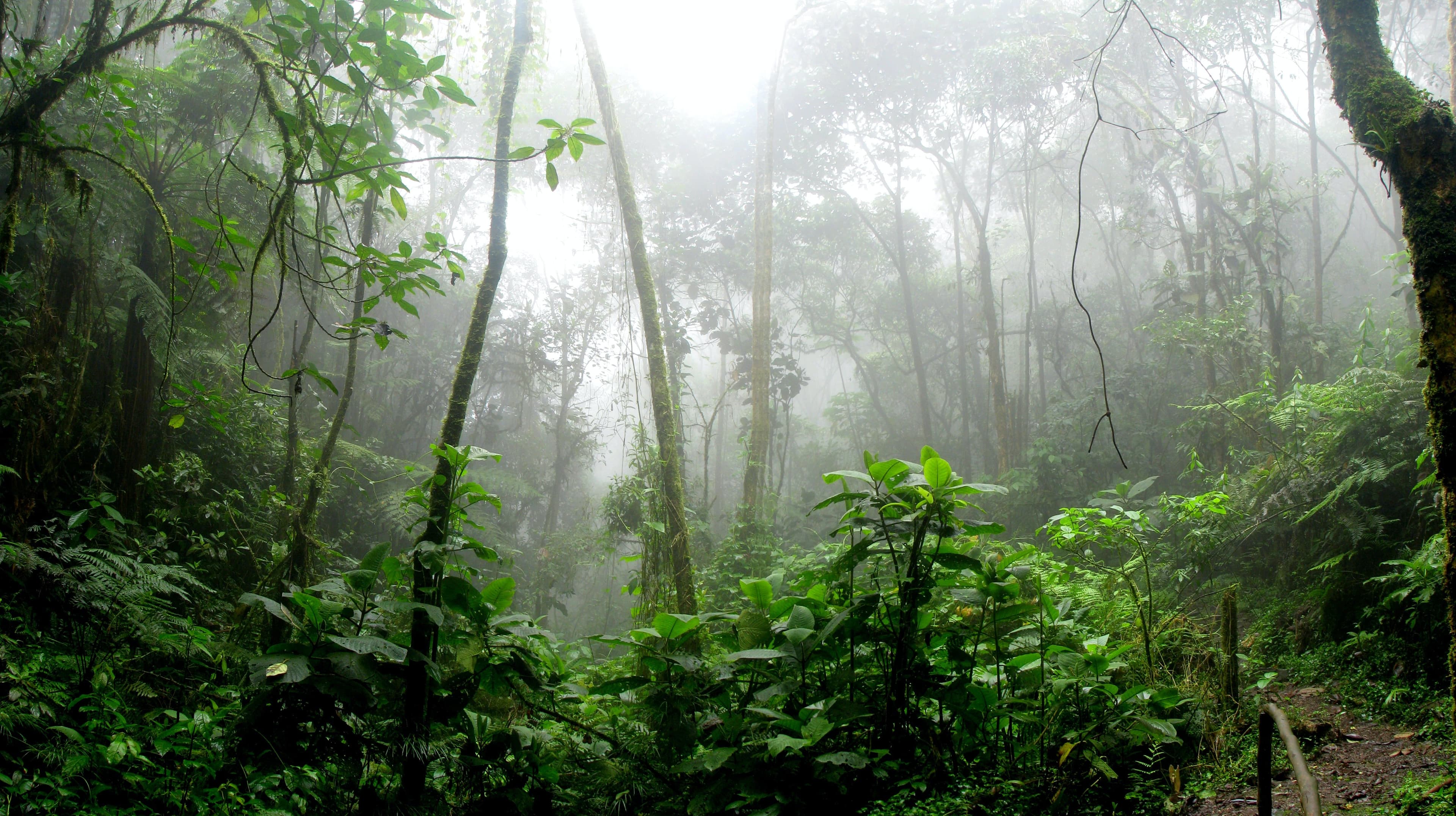 Ini 4 Negara Paling Perusak Hutan Tropis, Termasuk Indonesia