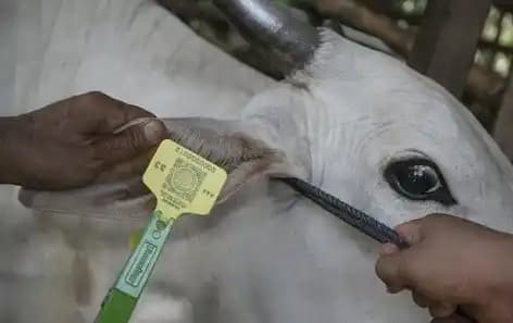 PMK Sapi