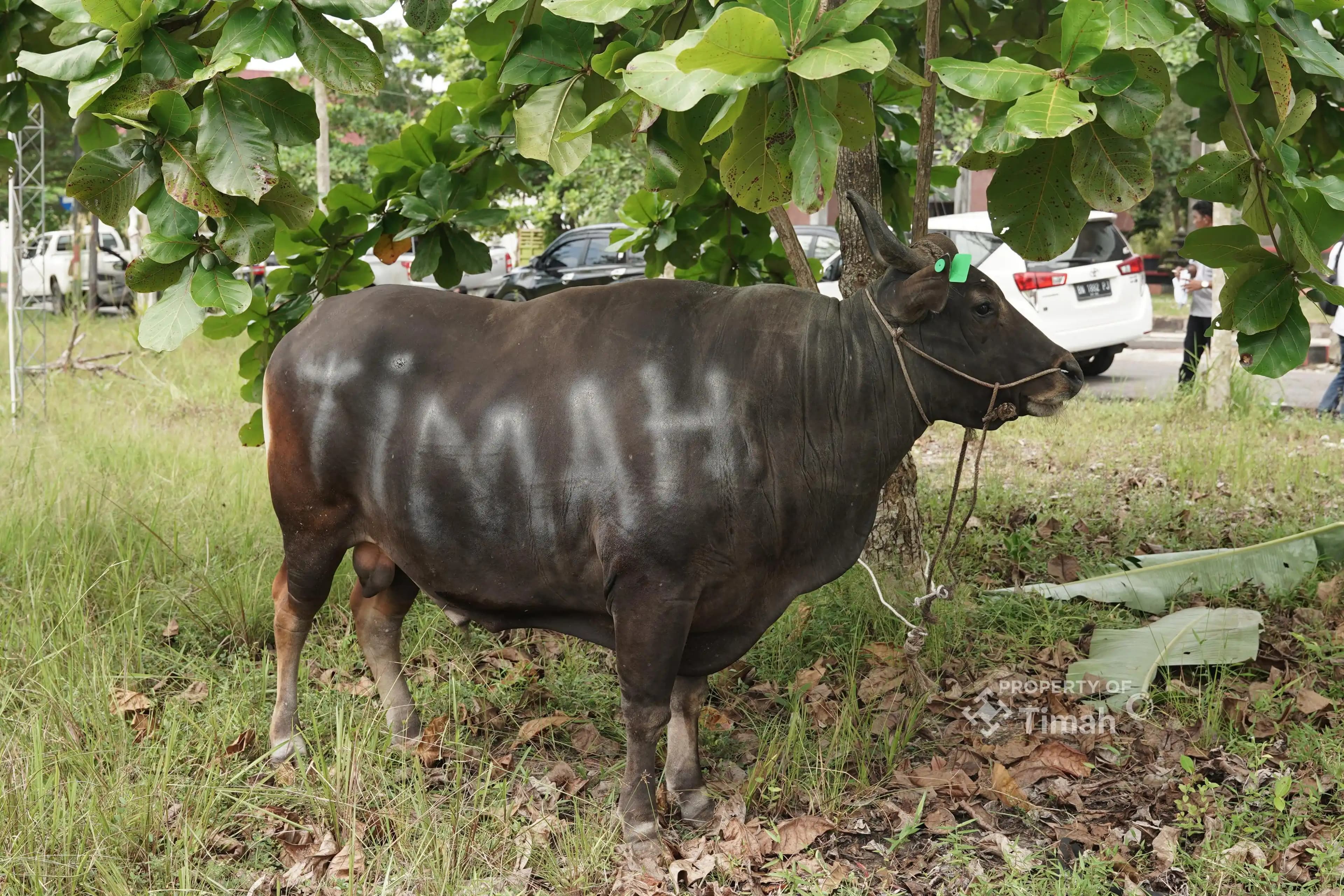 PT Timah-Kurban